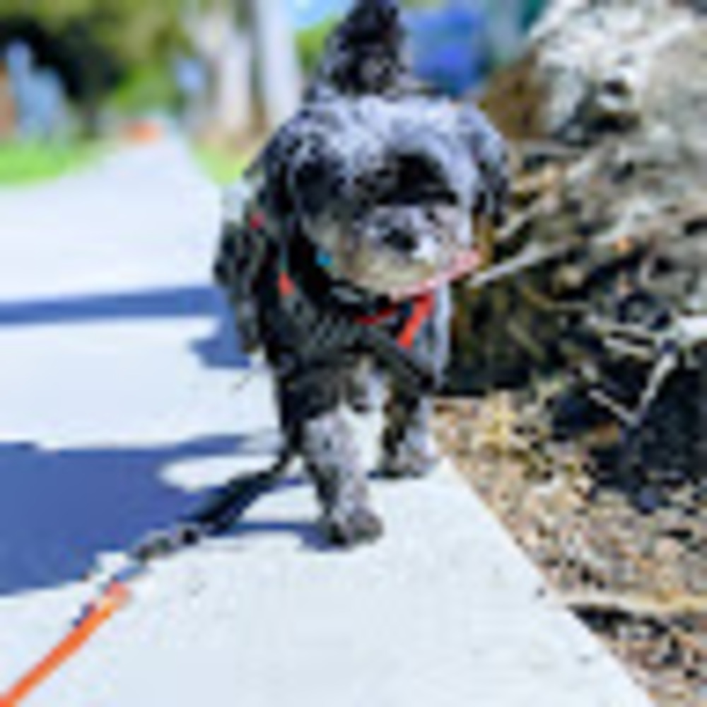 Meet your Posher, Ellen